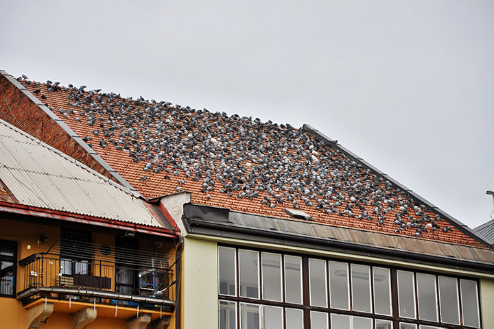 A2B Pest Control are able to install spikes to deter birds from roofs in West Drayton.