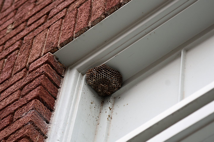 We provide a wasp nest removal service for domestic and commercial properties in West Drayton.